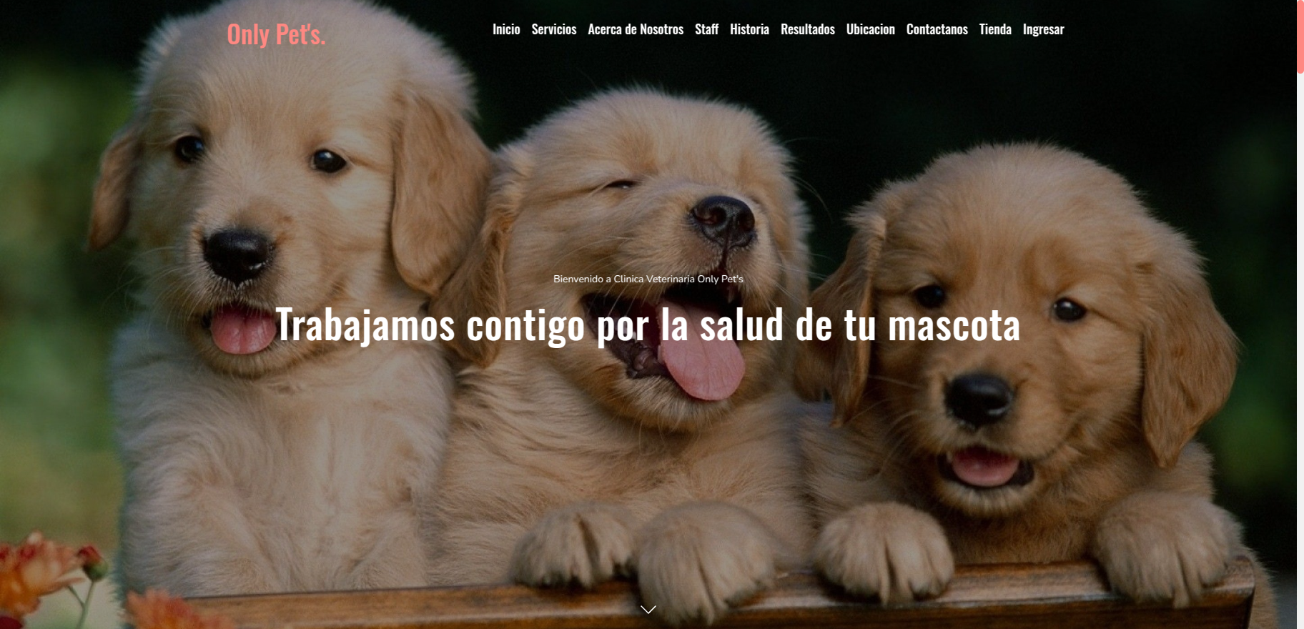 Only Pets - Sistema de Gestión Veterinaria